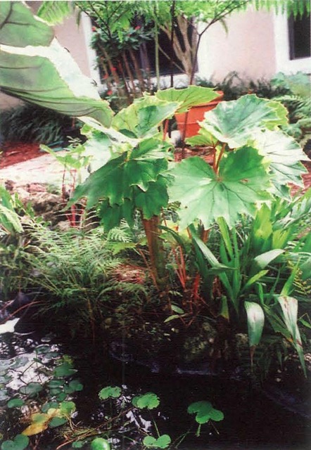 B. ‘Wind Dancer’